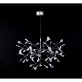 AM1705 HERACLEUM